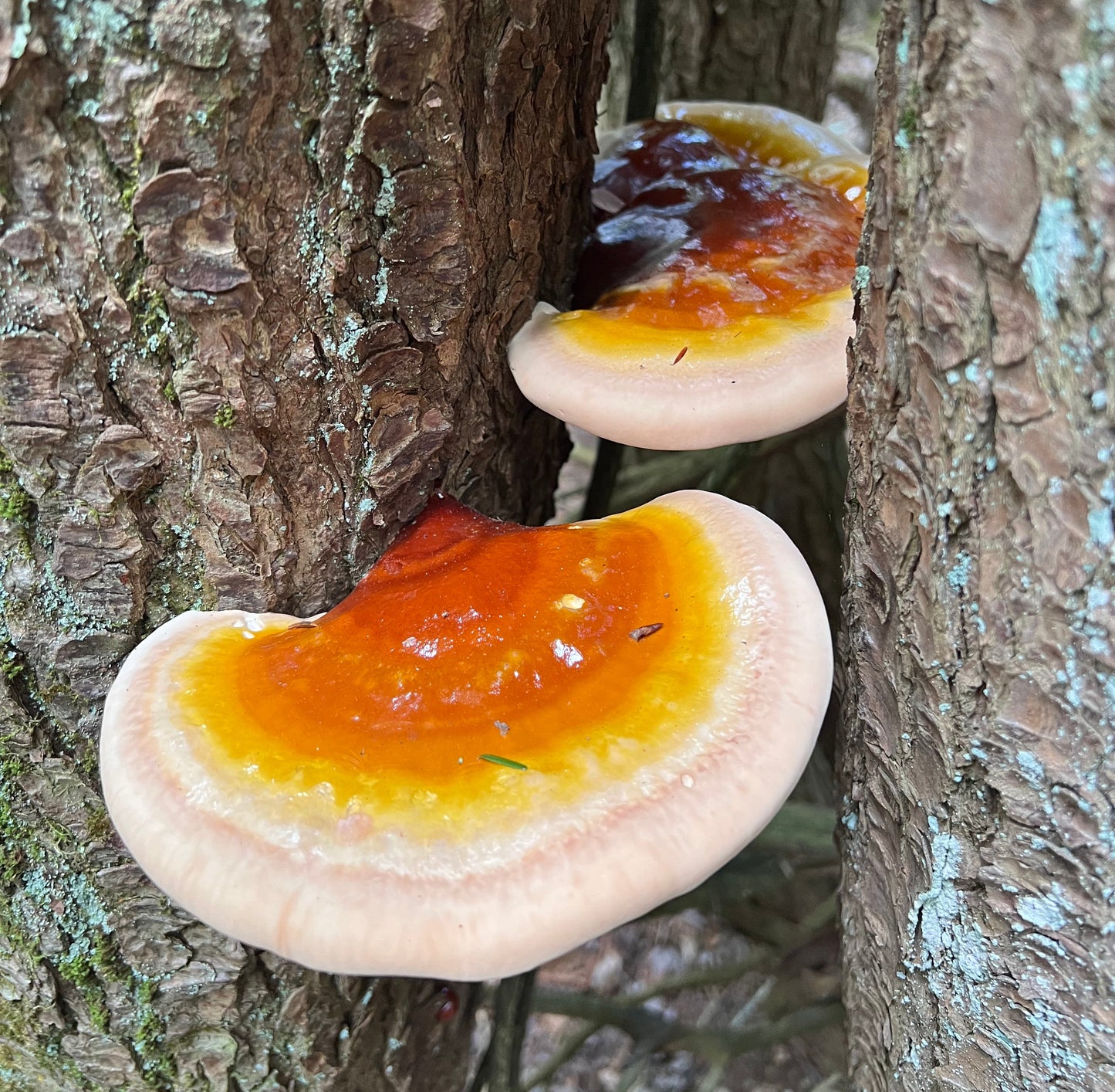 Reishi Mushroom | Tincture