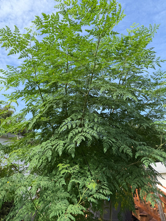 Mighty Moringa - Natures Multivitamin!